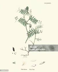 Attēlu rezultāti vaicājumam “Vicia hirsuta”