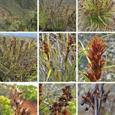 Attēlu rezultāti vaicājumam “Schoenus ferrugineus fruit”
