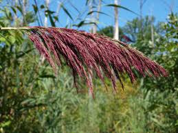 Attēlu rezultāti vaicājumam “Phragmites communis flower”