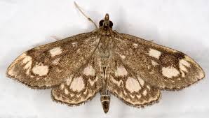 Attēlu rezultāti vaicājumam “Anania stachydalis”