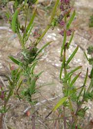Attēlu rezultāti vaicājumam “Atriplex littoralis leaf”