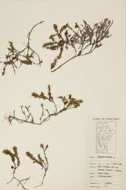 Attēlu rezultāti vaicājumam “Empetraceae”