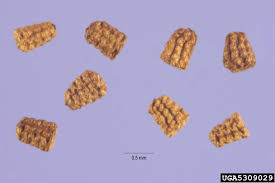 Attēlu rezultāti vaicājumam “Verbascum thapsus fruit”