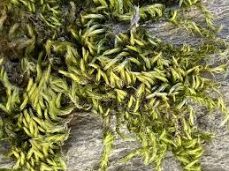 Attēlu rezultāti vaicājumam “Homalothecium sericeum”