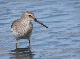 Image result for Calidris himantopus