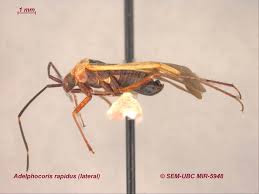 Attēlu rezultāti vaicājumam “Adelphocoris lineolatus imago”