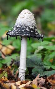 Attēlu rezultāti vaicājumam “Coprinus comatus”
