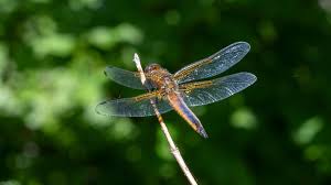 Attēlu rezultāti vaicājumam “Libellula fulva”