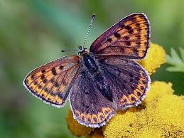 Attēlu rezultāti vaicājumam “Lycaena tityrus female”
