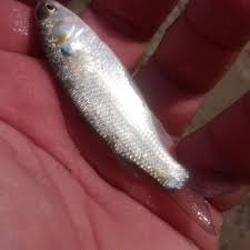 Image result for Mugil curema