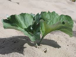 Attēlu rezultāti vaicājumam “Petasites spurius leaf”