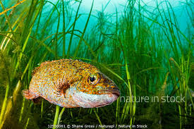 Image result for Tautogolabrus adspersus