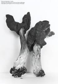 Attēlu rezultāti vaicājumam “Helvella lacunosa”