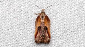 Attēlu rezultāti vaicājumam “Acleris cristana”