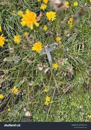 Attēlu rezultāti vaicājumam “Leontodon autumnalis  flower”
