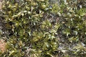 Attēlu rezultāti vaicājumam “Bryum rubens”