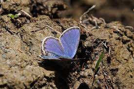 Attēlu rezultāti vaicājumam “Plebejus idas”