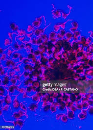 Attēlu rezultāti vaicājumam “Phronia sp.”