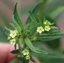 Attēlu rezultāti vaicājumam “Lithospermum officinale flower”