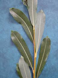 Attēlu rezultāti vaicājumam “Salix purpurea leaf”