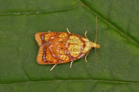 Attēlu rezultāti vaicājumam “Acleris bergmanniana”