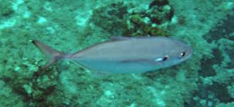 Image result for Caranx ruber