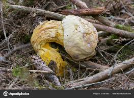 Attēlu rezultāti vaicājumam “Hypomyces chrysospermus”