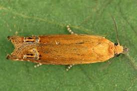 Attēlu rezultāti vaicājumam “Lathronympha strigana”