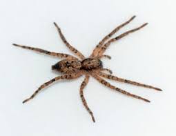 Attēlu rezultāti vaicājumam “Anyphaena accentuata male”