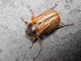 Attēlu rezultāti vaicājumam “Amphimallon solstitiale imago”