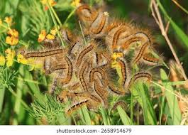 Attēlu rezultāti vaicājumam “Malacosoma castrensis male”