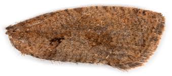 Attēlu rezultāti vaicājumam “Epinotia sordidana”