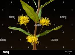 Attēlu rezultāti vaicājumam “Lysimachia thyrsiflora leaf”