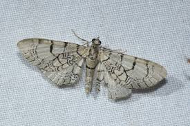 Attēlu rezultāti vaicājumam “Eupithecia venosata”