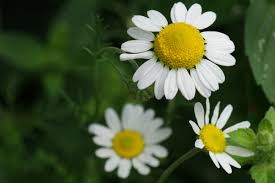 Attēlu rezultāti vaicājumam “Matricaria chamomilla”