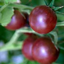 Afbeeldingsresultaat voor black cherry tomato