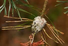 Attēlu rezultāti vaicājumam “Retinia resinella”