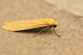 Attēlu rezultāti vaicājumam “Eilema sororcula”