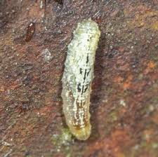 Attēlu rezultāti vaicājumam “Syrphus sp. imago”