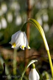 Attēlu rezultāti vaicājumam “Leucojum vernum var. carpathicum flower”