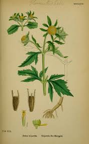 Attēlu rezultāti vaicājumam “Bidens tripartita flower”