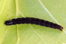 Attēlu rezultāti vaicājumam “Orthotaenia undulana”