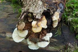 Attēlu rezultāti vaicājumam “Antrodiella serpula”