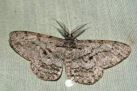 Attēlu rezultāti vaicājumam “Hypomecis roboraria”