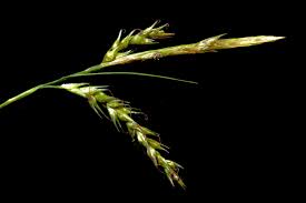 Attēlu rezultāti vaicājumam “Carex sylvatica”