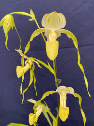 Attēlu rezultāti vaicājumam “Diderma montanum var. album stalked”