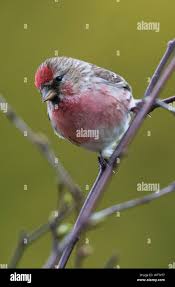 Attēlu rezultāti vaicājumam “Carduelis flammea male”