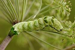 Attēlu rezultāti vaicājumam “Melanchra persicariae imago”