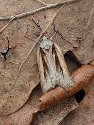 Attēlu rezultāti vaicājumam “Nycteola sp.”