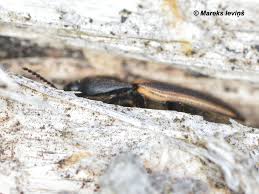 Attēlu rezultāti vaicājumam “Harminius undulatus”